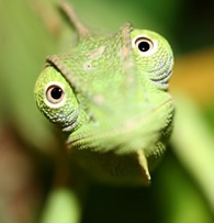 Chameleon Care Guide product image
